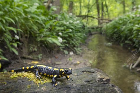 Fire salamander in forest habitat - Stock Image - C055/6874 - Science Photo Library