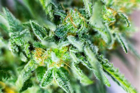 A Beginner’s Guide to CBD Flower