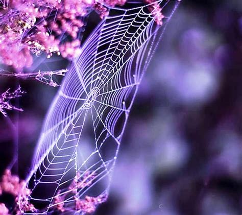 Spider Web, HD wallpaper | Peakpx