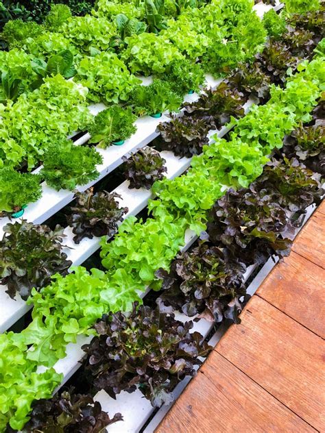 Growing An Indoor Farm: Learn About Veggie Farming Indoors