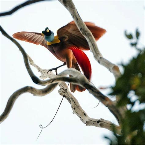 Gambar Burung Cendrawasih Hitam Putih - Gambar Burung