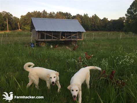 5 Tips for Training Great Pyrenees to Guard Chickens - Farmhacker.com