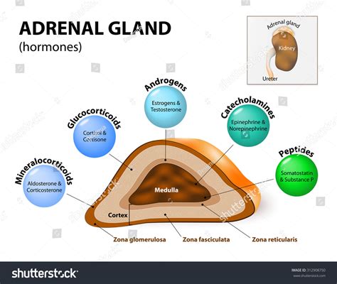 Adrenal Glands Sit Atop Kidneys Composed Stock Vector (Royalty Free) 312908750 | Shutterstock