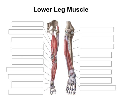 Leg Muscle Diagram : DKXtremeFitness, Rear view of female hip and leg ...