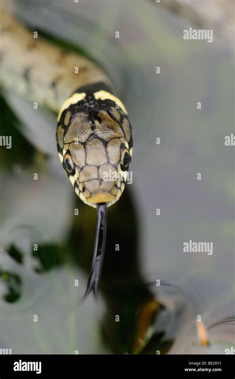 Grass snake uk hi-res stock photography and images - Alamy