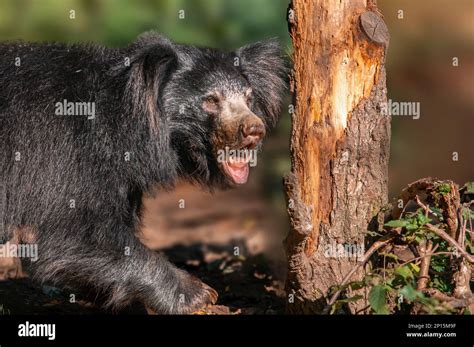 a big sloth bear in a forest shows his teeth Stock Photo - Alamy