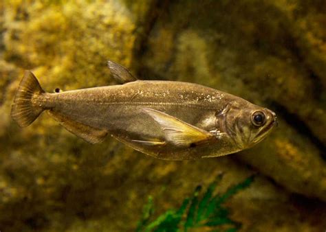 29 Vampire Fish Facts: Meet Amazon's Payara (Hydrolycus Scomberoides ...