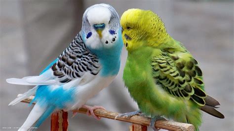 Parakeets - The Basics - Winnebago County Animal Services