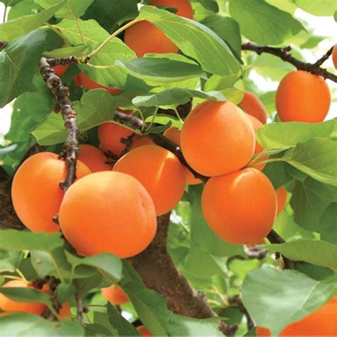 Dwarf Blenheim Apricot Tree - Richest flavor and richest history. (2 y – Online Orchards