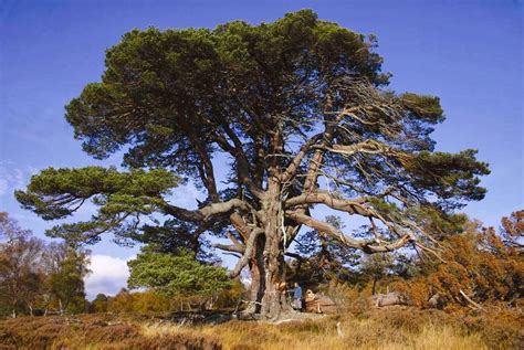 cybercrofter: Scotland's National Tree