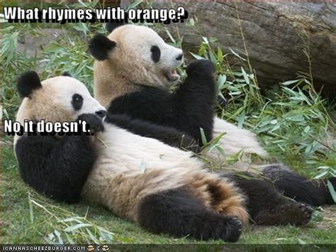 What rhymes with orange? No it doesn't. | What rhymes, Funny animal memes, Rhymes