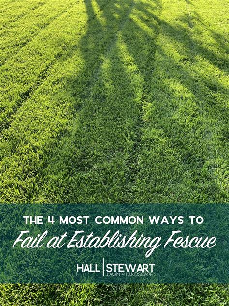 The 4 Most Common Ways to Fail at Establishing Fescue — Hall | Stewart Lawn & Landscape