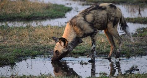 African Wild Dog Facts and Information - Kenya Wild Parks