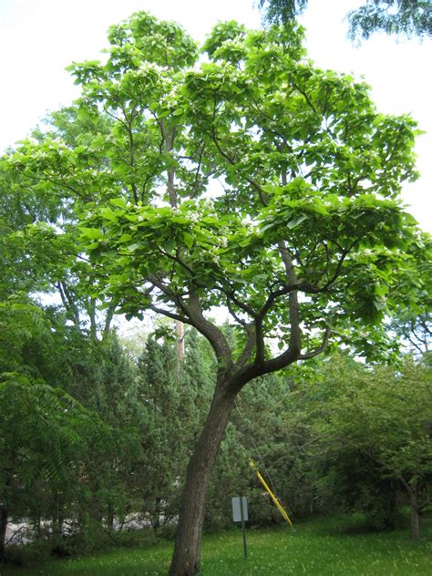 NORTHERN CATALPA - CATALPA SPECIOSA | The UFOR Nursery & Lab