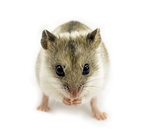 Chinese Hamster Ovary (CHO) Cells - A Biologics Powerhouse