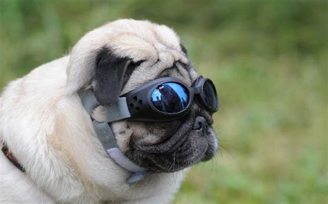 A pug wearing sunglasses. | Pugs, Pugs funny, Cute pugs