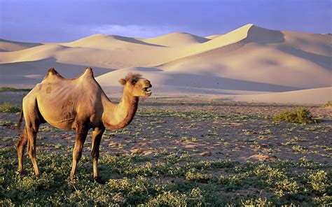 Desert camel-Animal World Wallpaper-1920x1200 Download | 10wallpaper.com