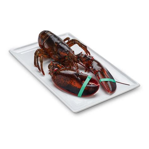 Order Live Maine Lobster Online | 2 lb. Maine Lobster