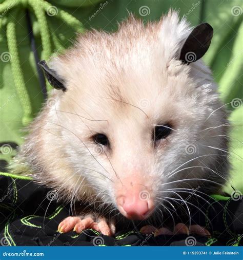 Opossum stock image. Image of marsupial, possum, opossum - 115393741