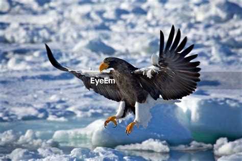 Close-up of eagle flying in winter | ID: 109255844