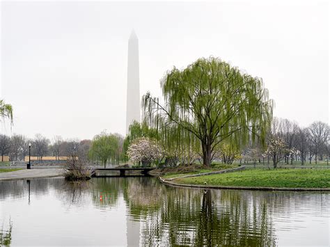 Constitution Garden Pond, National Mall by Timothy Hyde | Susan Spiritus Gallery