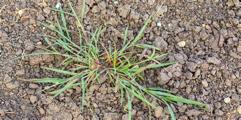 Top Crabgrass Control Methods to Start in February