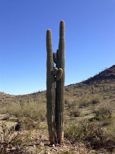 15 Best Things to Do in Buckeye (Arizona) - The Crazy Tourist