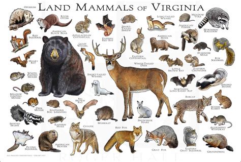 Mammals of Virginia Poster Print / Virginia Mammals Field - Etsy Canada