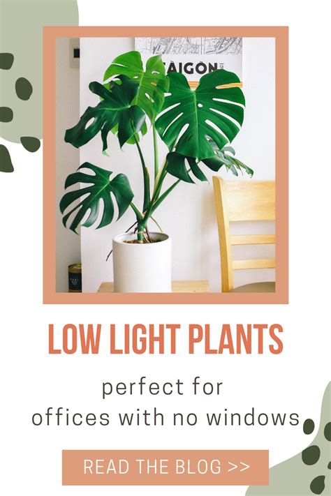 The 6 Best Low Light Office Plants for Windowless Workspaces in 2021 ...