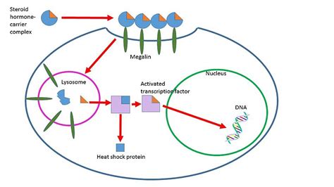 Difference Between Steroid and Peptide Hormones | Definition, Mechanism of Action, Function