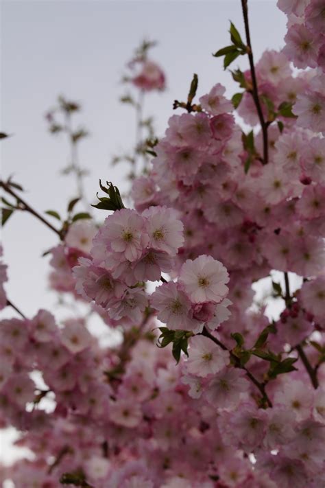 Free Images : tree, nature, branch, plant, sky, flower, petal, bloom, spring, produce, garden ...