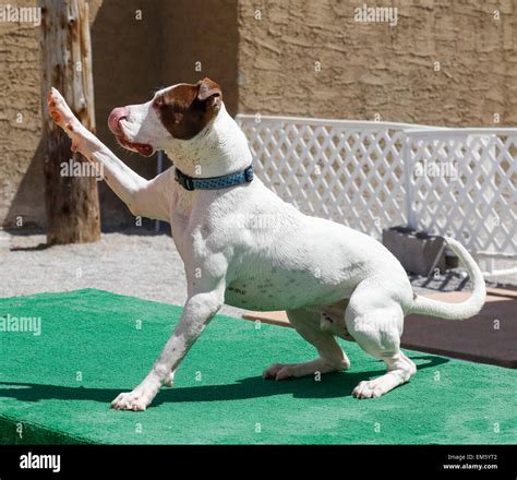 Dog waving paw hi-res stock photography and images - Alamy