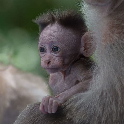 Curious baby monkey by Mikael Thorvaldsson on 500px | Cute baby monkey, Cute baby animals, Baby ...