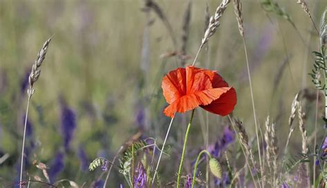 Corn Poppy Flower Spring - Free photo on Pixabay