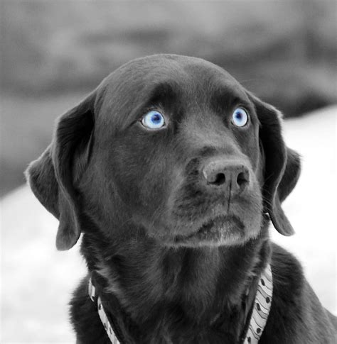 cute blue eyed dog