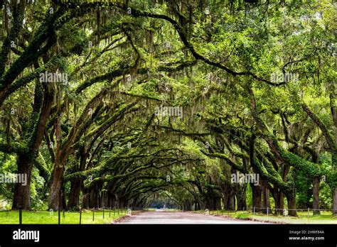 Wormsloe Historic site near Savannah is a breathtaking avenue of ...