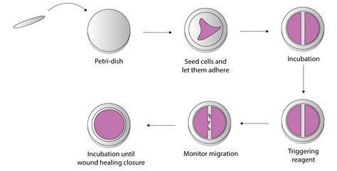 Wound healing assay - 4Dcell