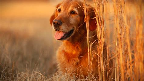 Cute Dog Backgrounds (52+ images)
