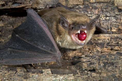 Madagascar Bat Spit Coffee මීළඟ කෝපි ලුවක් ද?