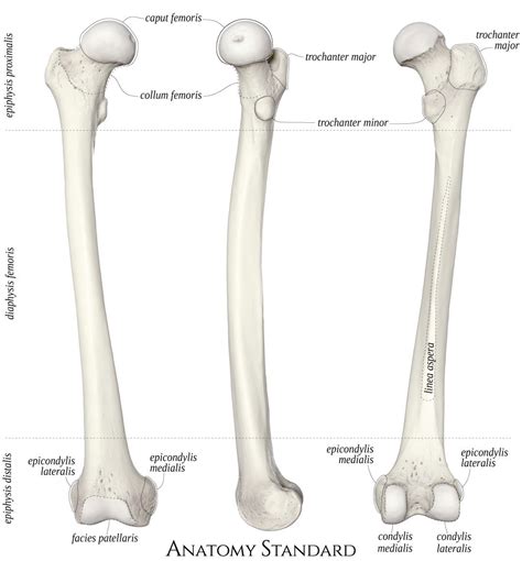 Right Femur in 2024 | Anatomy bones, Leg bones, Bones