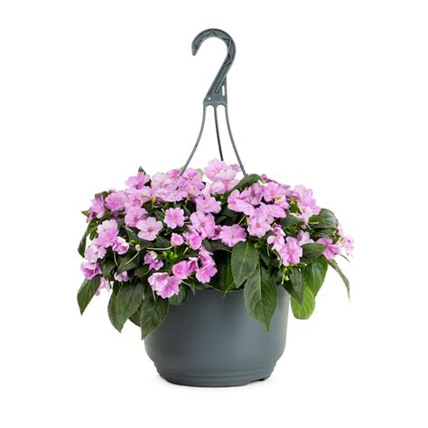 Lowe's Multicolor Sunpatiens in 1.5-Gallon Hanging Basket in the Annuals department at Lowes.com