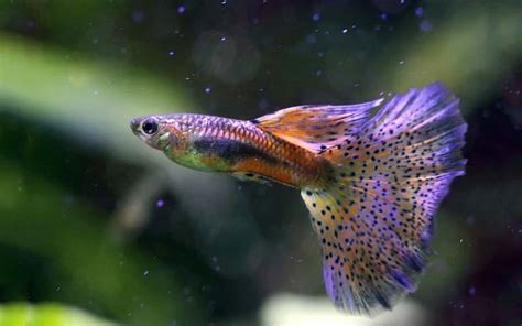 Guppy Fish - Everything You Need To Know (Types, Price, Care, Food ...