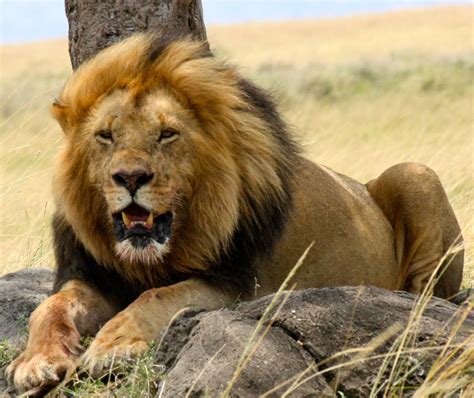 The Lion | Interesting Facts About King Of Jungle | Animals Lover