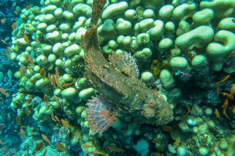 Scorpaenidae Fish in an Aquarium Stock Image - Image of spine, aquarius ...