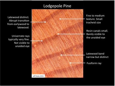 Lodgepole Pine & Ponderosa pine | Identification Of Common North ...