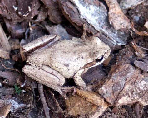 Southern brown tree frog - Facts, Diet, Habitat & Pictures on Animalia.bio