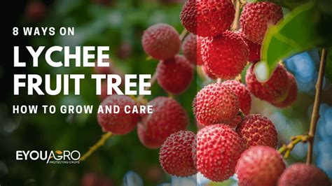 How to Grow and Care for Lychee Fruit Tree - EYOUAGRO