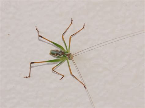 The Online Zoo - Unidentified Grasshopper or Cricket