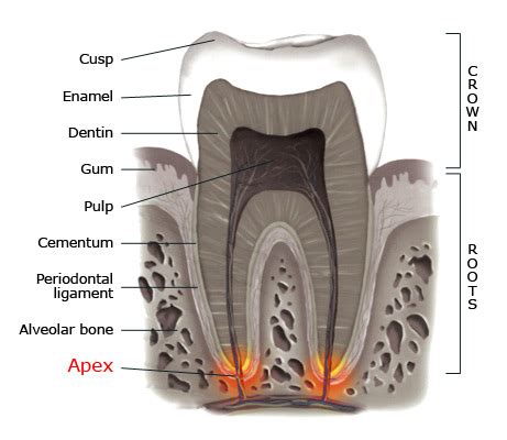 Apical Foramen Histology