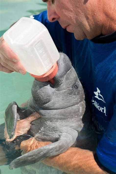 Baby Manatee | Zooborns, Manatee, Animals beautiful